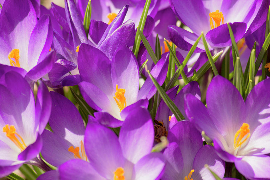 Purple Flowers in the Sun Photograph by David Stasiak