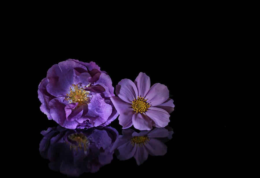 Flower Photograph - Purple flowers by Jan Boesen
