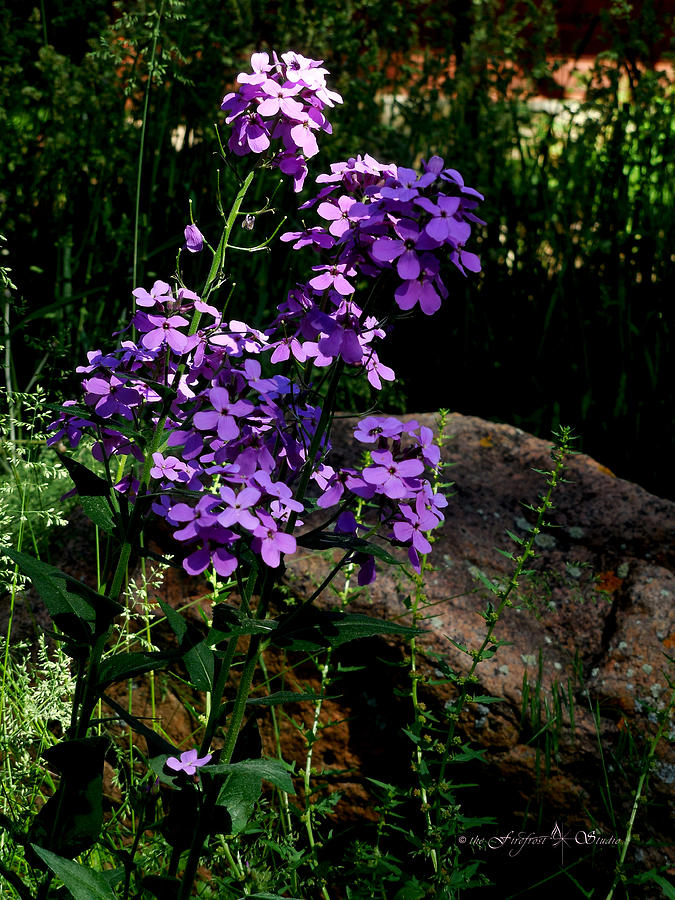 Purple Flowers Photograph by Jill Westbrook
