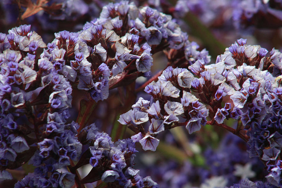 Purple Flowers by Jodi Vetter Purple Flowers by Jodi Vetter