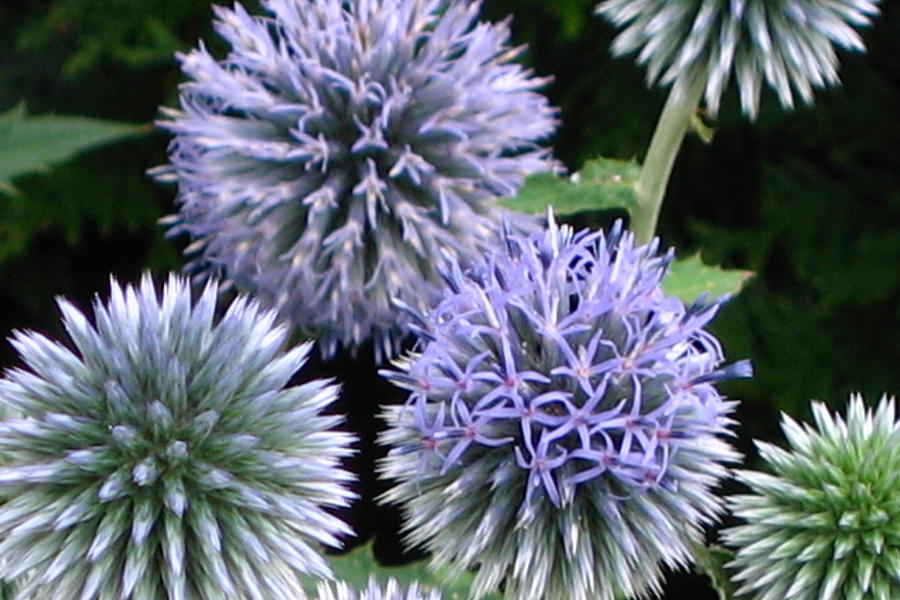 Purple Flowers Photograph by Laura Kinker - Fine Art America