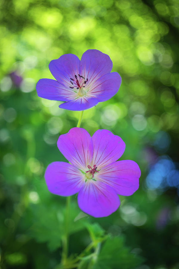 Purple Flowers Photograph by Lilia S