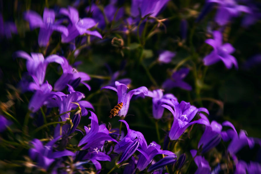 Purple Flowers Photograph by Manuel Parini