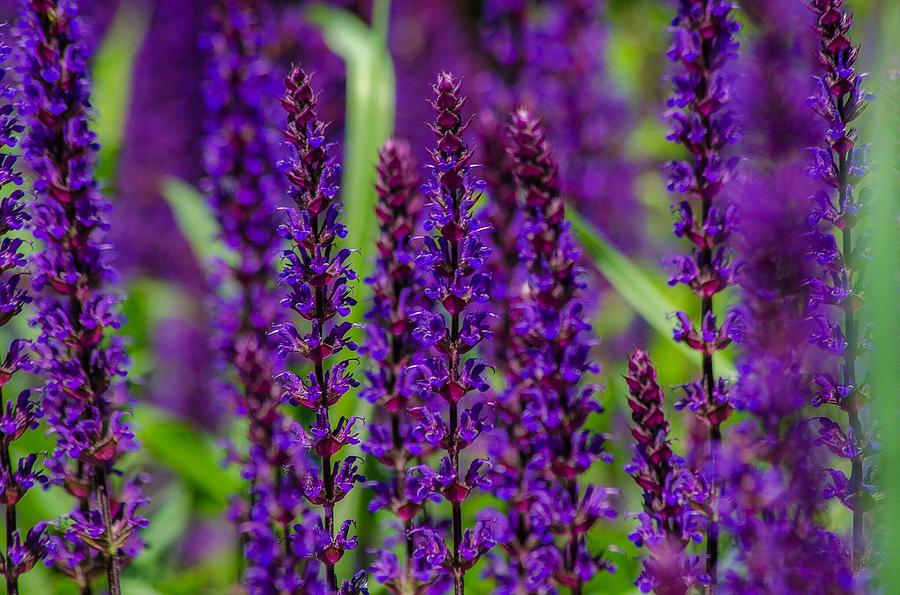 Purple Flowers Photograph by Matt McClintock - Fine Art America