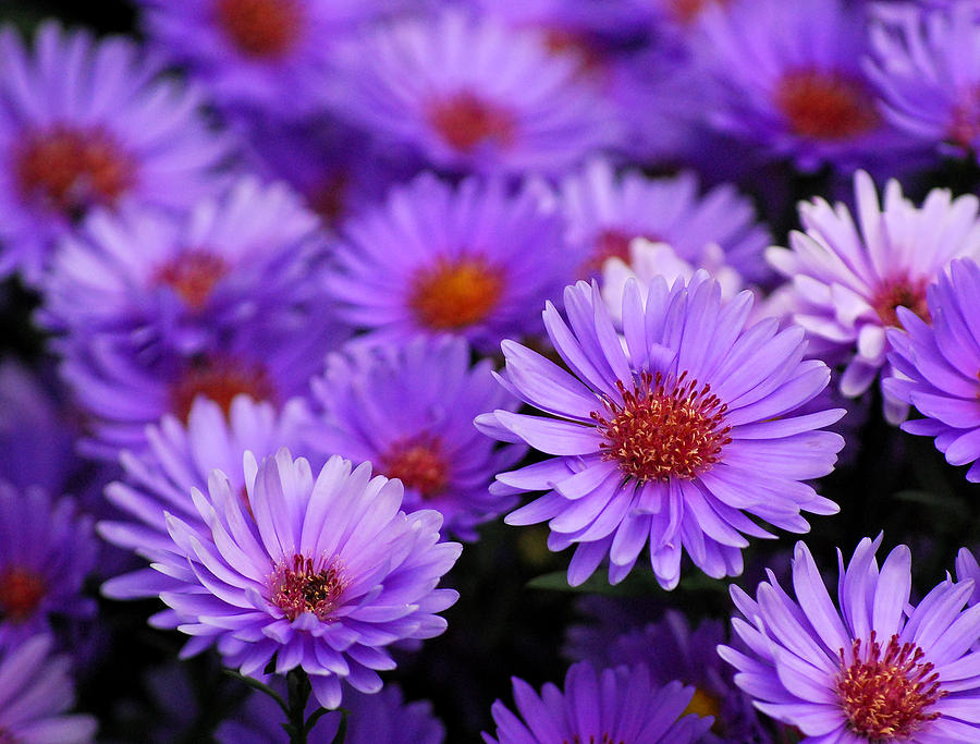 Flower Photograph - Purple Flowers by Melinda Schneider