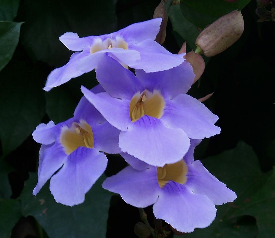 vine plant with purple flowers