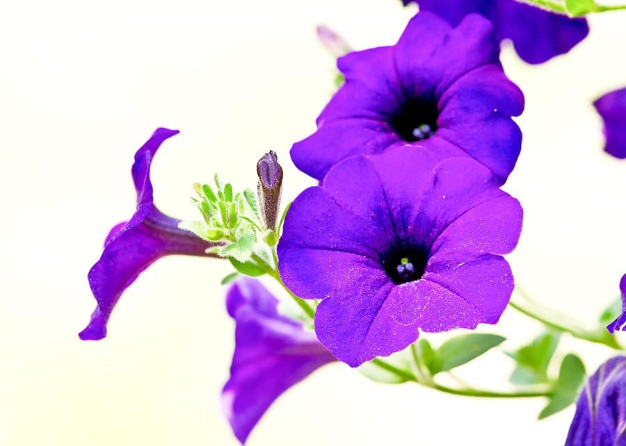 Purple Flowers on Light Background Photograph by Edward Myers