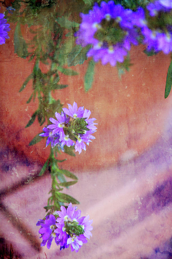 Purple Flowers on the porch Photograph by Toni Hopper