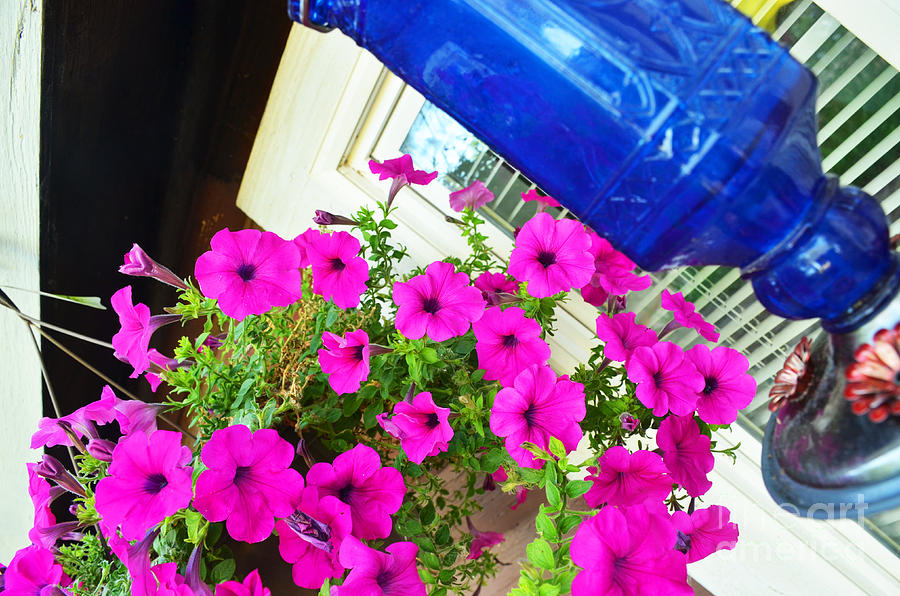 Purple Flowers on White Window 2 Photograph by Korynn Neil - Fine Art ...