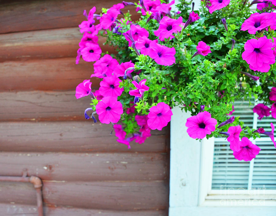 Purple Flowers on White Window Photograph by Korynn Neil - Fine Art America