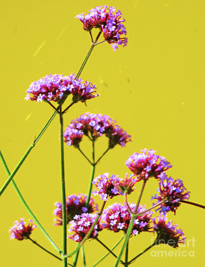 Purple Flowers On Yellow Photograph by Randall Weidner