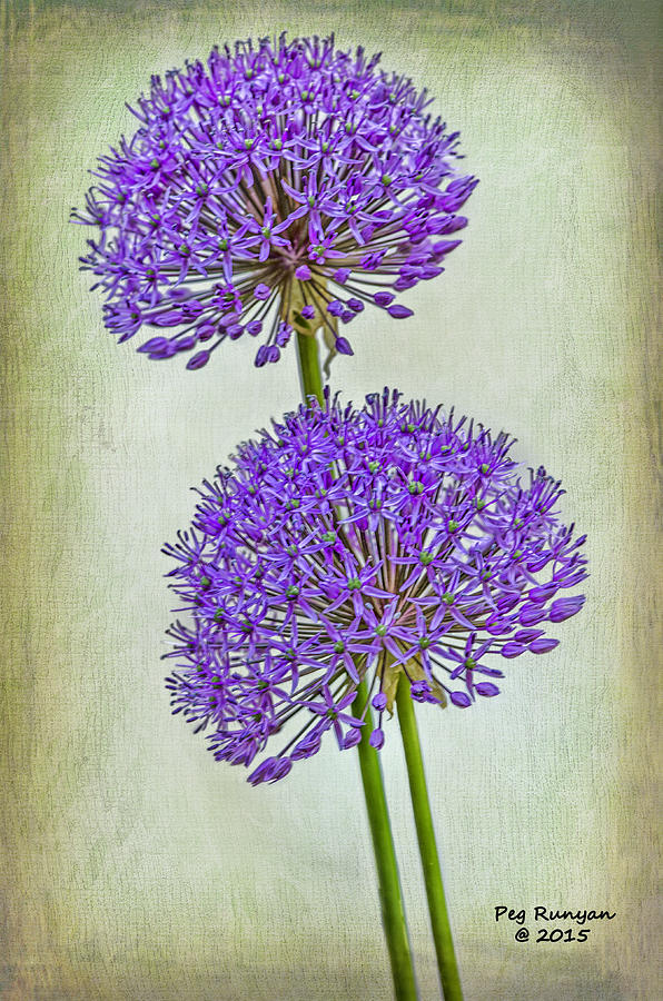 Purple Flowers Photograph by Peg Runyan
