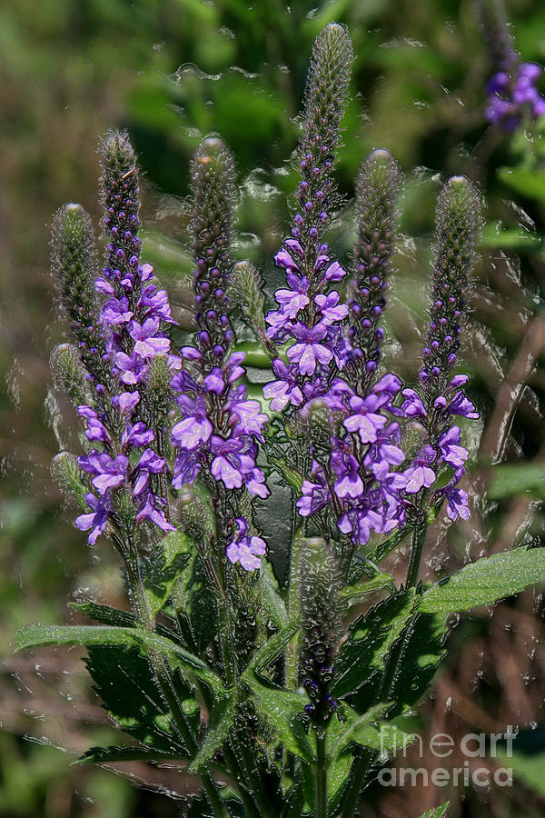 Purple Flowers Photograph by Rick Rauzi