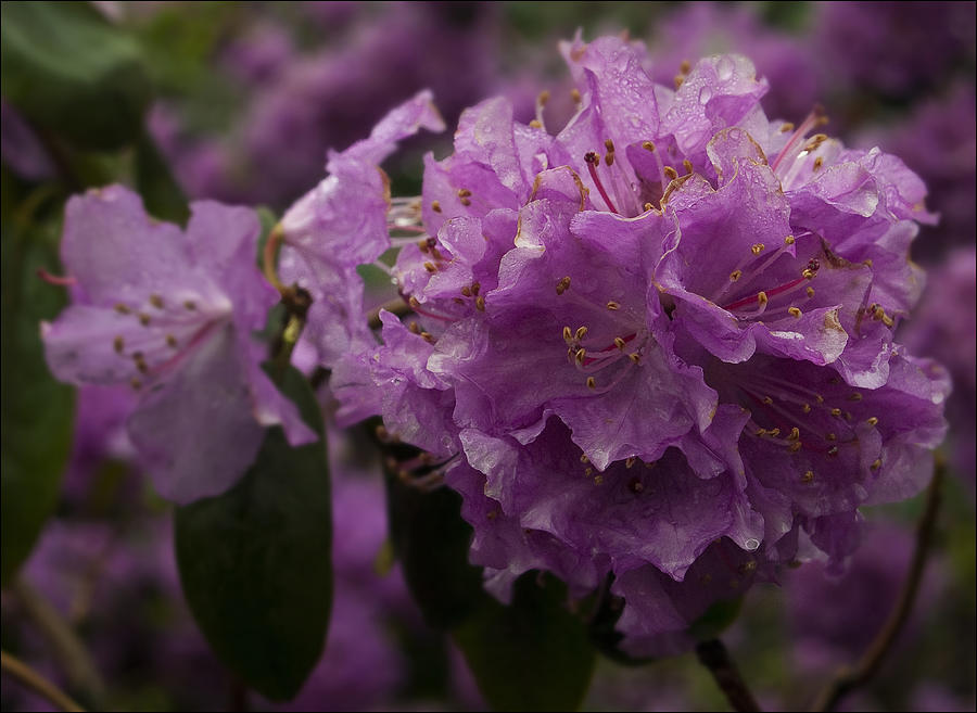 Nature Photograph - Purple Flowers by Robert Ullmann