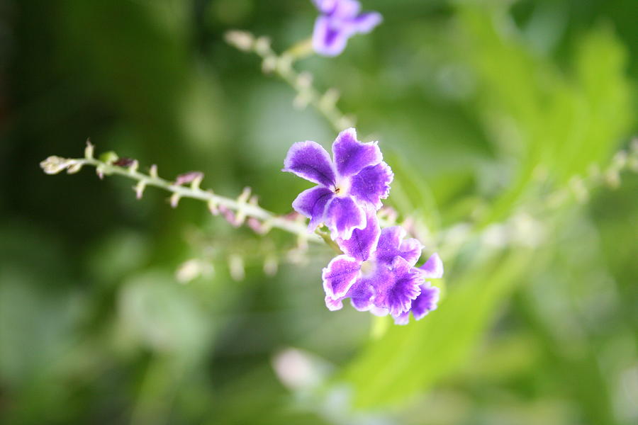 Flower Photograph - Purple Flowers by Shelly Davis