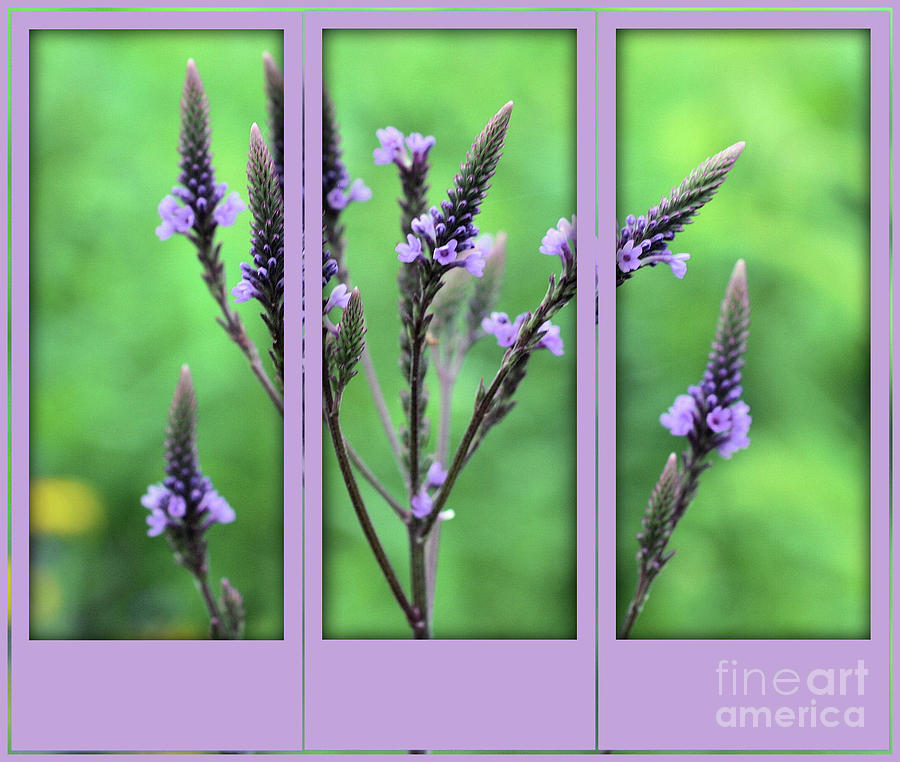 Purple Flowers Through A Window Photograph by Smilin Eyes Treasures