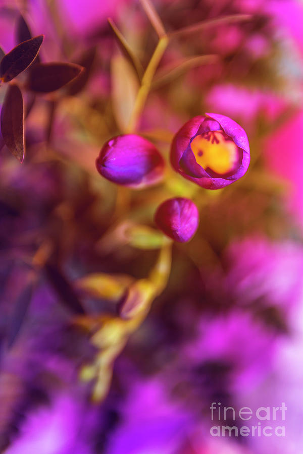 Purple Flowers Photograph