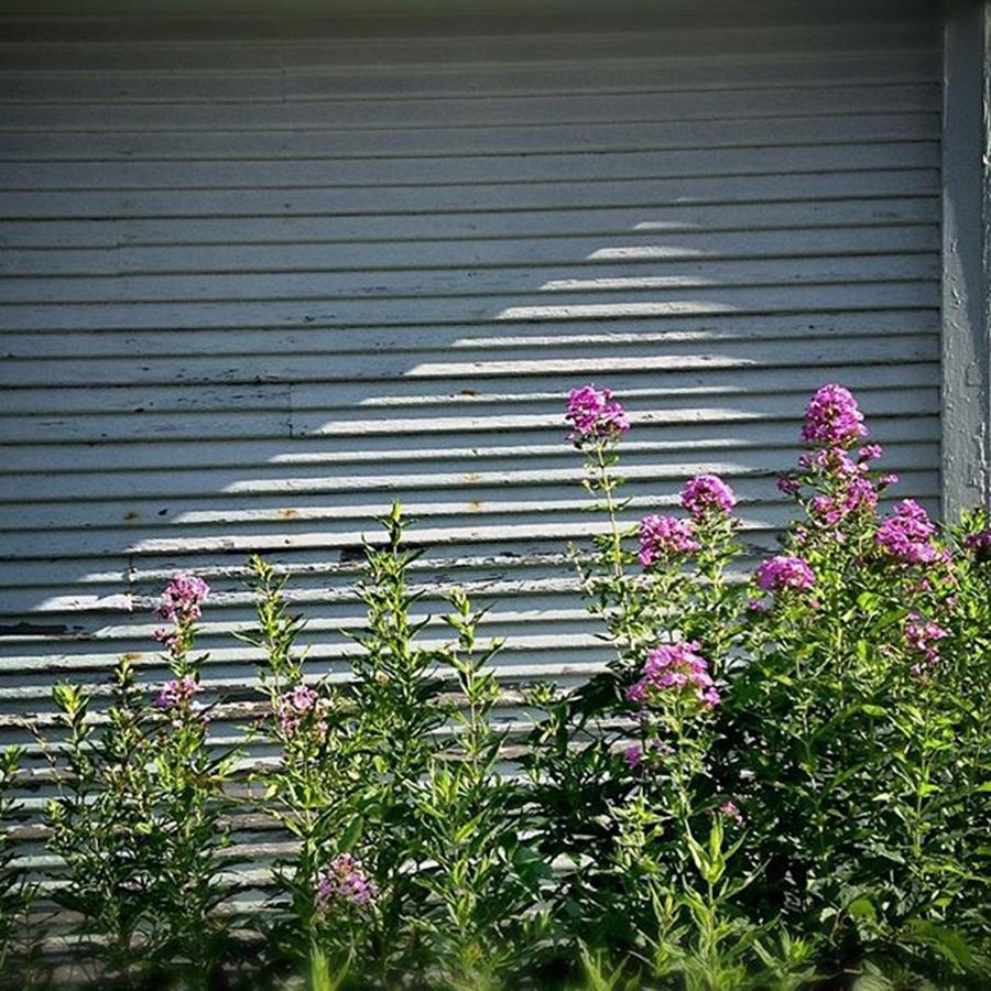 Flower Photograph - Purple Flowers. White Wall.  by Frank J Casella