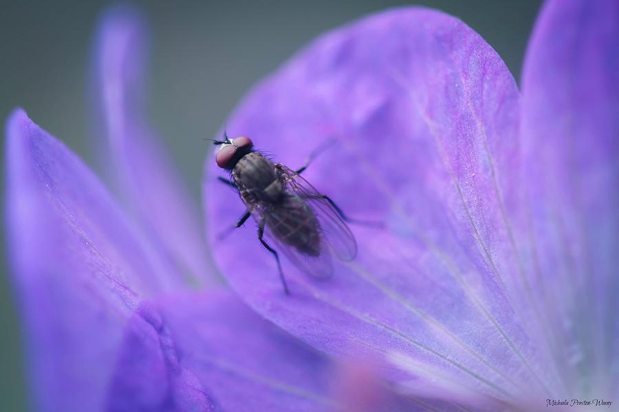 Purple Fly by Michaela Preston Purple Fly by Michaela Preston