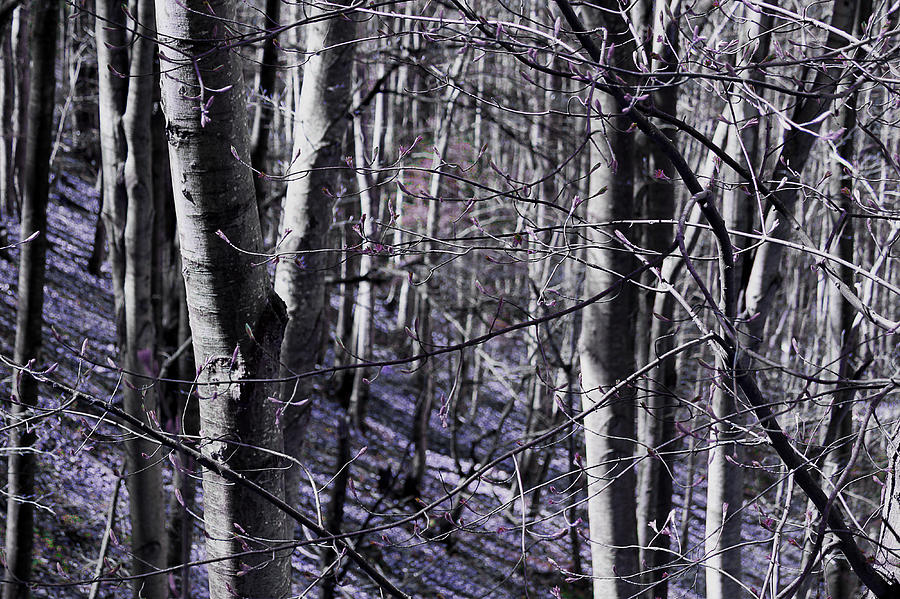 Purple Forest Photograph by Milena Ilieva