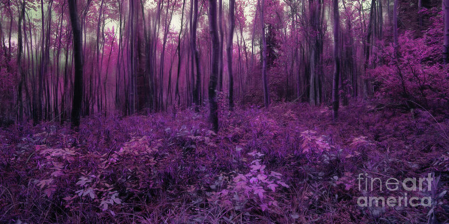 Purple forest Photograph by Priska Wettstein