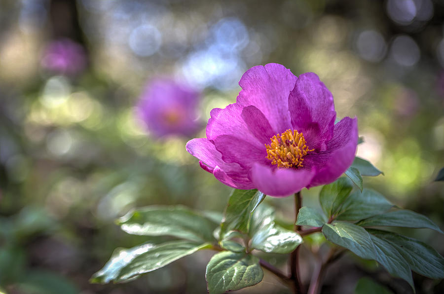 Purple Forest Wild Flower  Photograph by Dirk Ercken