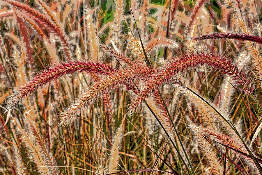 Purple Fountain Grass Abstract 2 by H H Photography of Florida  Photograph by HH Photography of Florida
