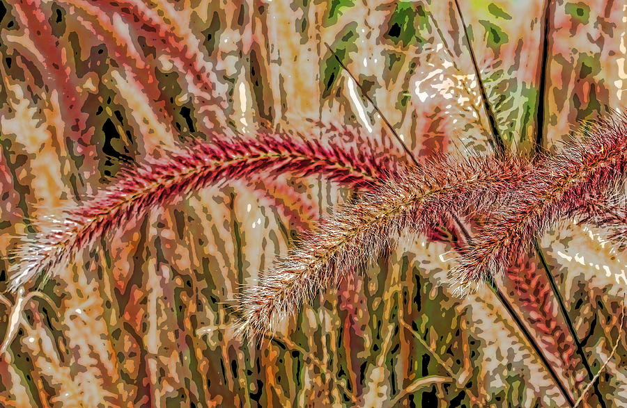 Purple Fountain Grass Abstract by H H Photography of Florida Photograph by HH Photography of Florida