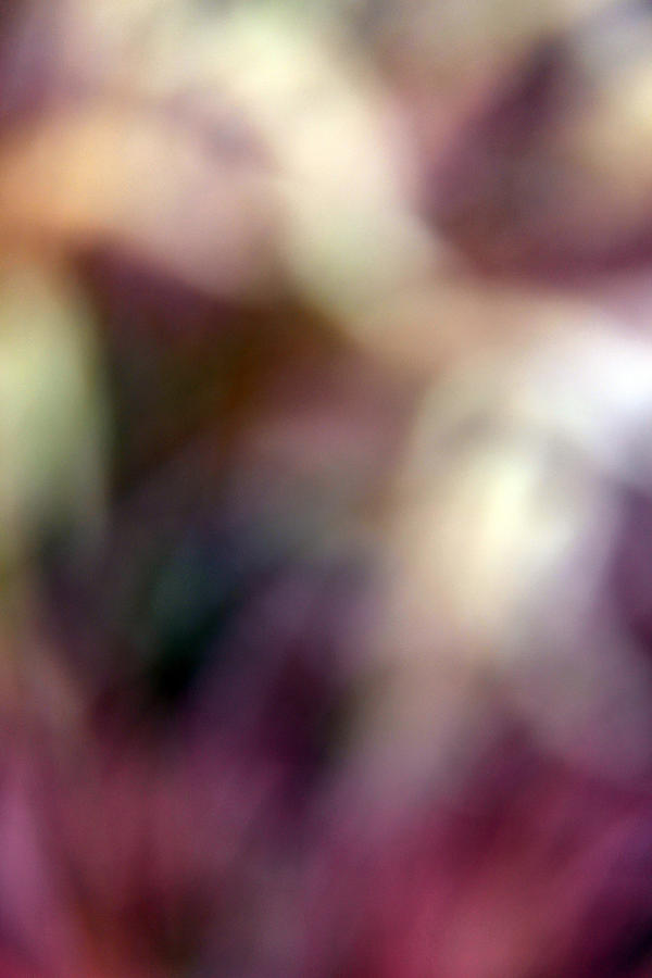 Purple Fountaingrass Blur Photograph by Cora Wandel