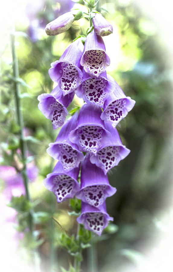 Digitalis Purple Foxglove  Photograph by Venetia Featherstone-Witty