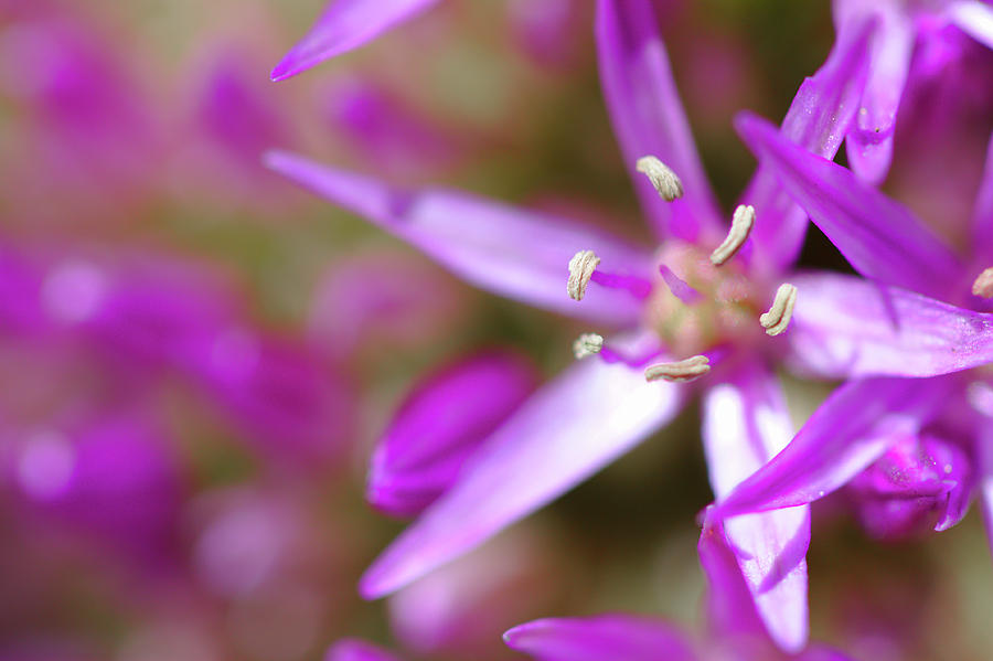 Purple Fragrance Photograph