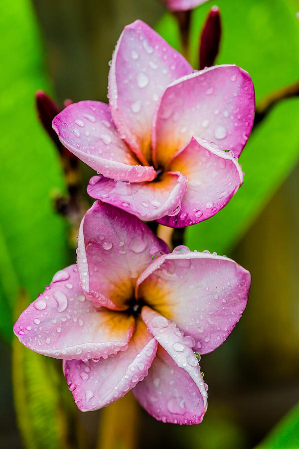 Purple Frangipani 1 Photograph by Keith Hawley