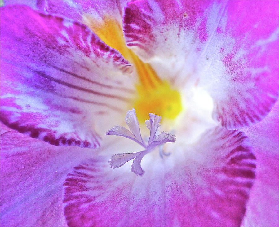 Purple Freesia Photograph by Liz Vernand
