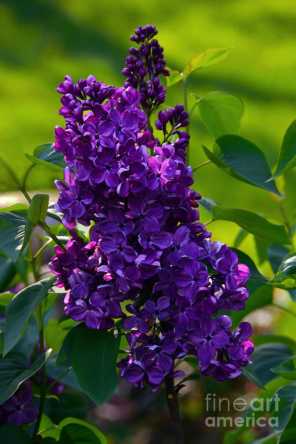 Purple French Lilac Photograph by Catherine Sherman