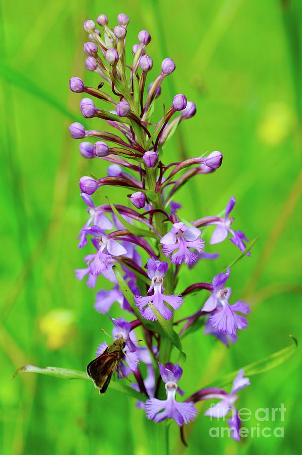 Purple Fringed Orchid Photograph by Sandra Updyke