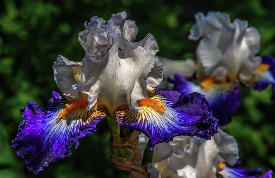 Purple Fringed White Iris Photograph by Jim Moore