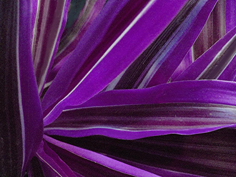 Purple Fronds Photograph by Carolyn Jacob