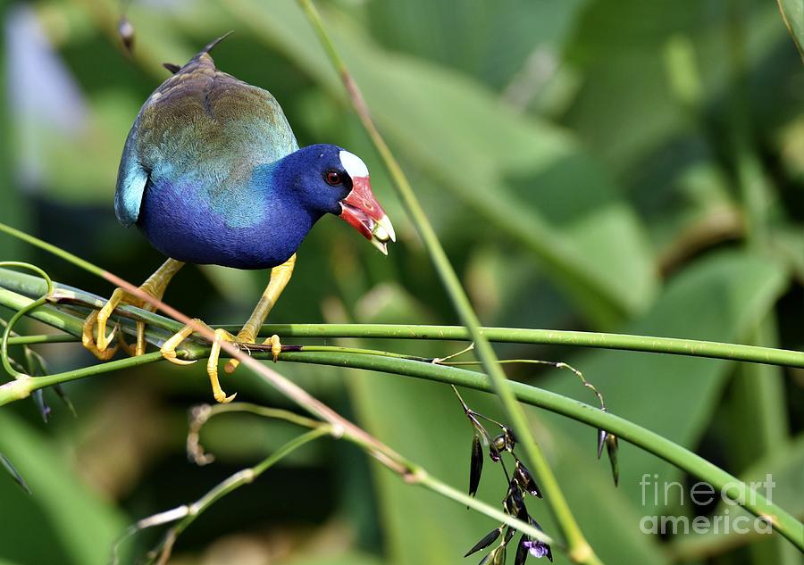 Purple Gallinule Photograph by Julie Adair