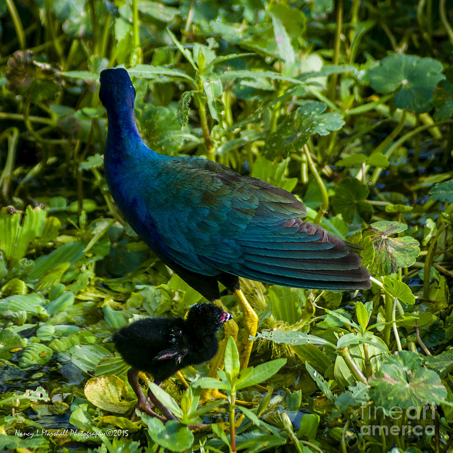 Purple Gallinule N Baby 1 Photograph by Nancy L Marshall