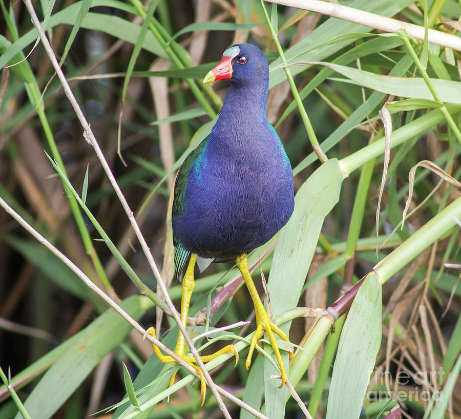 Nature Photograph - Purple Gallinule by Robert Frederick