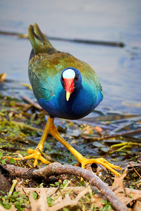 Purple Gallinule Two Step Photograph by David Beebe