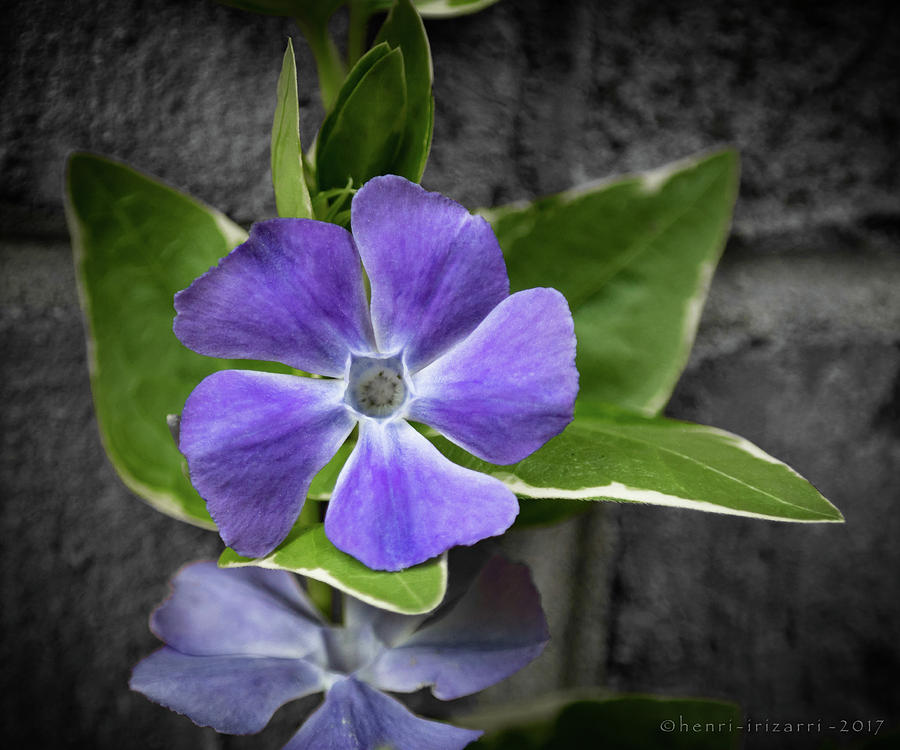 Purple Garden Flowers Photograph by Henri Irizarri