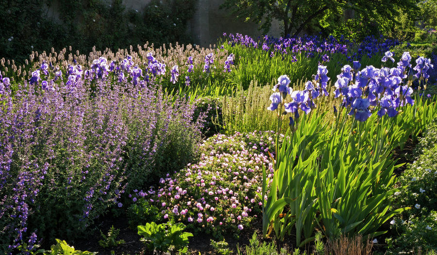 Purple Garden Photograph by Inge Riis McDonald