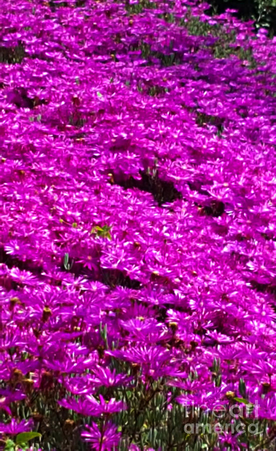 Purple garden Photograph by Maria Aduke Alabi