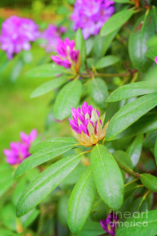 Purple garden Rhododendron Photograph by Sophie McAulay