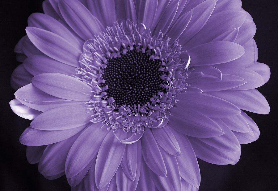 Flowers Still Life Photograph - Purple Gerber by David  Hubbs