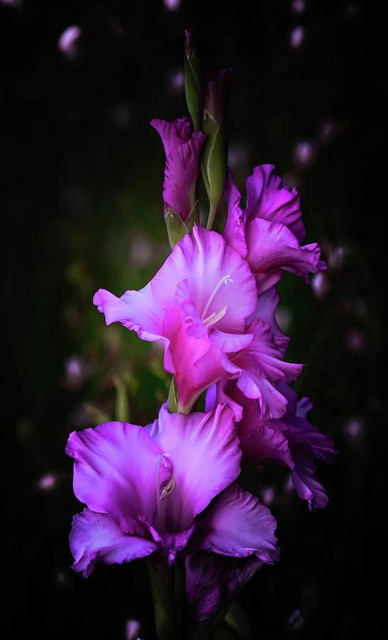 Purple Gladiolas Photograph by Athena Mckinzie