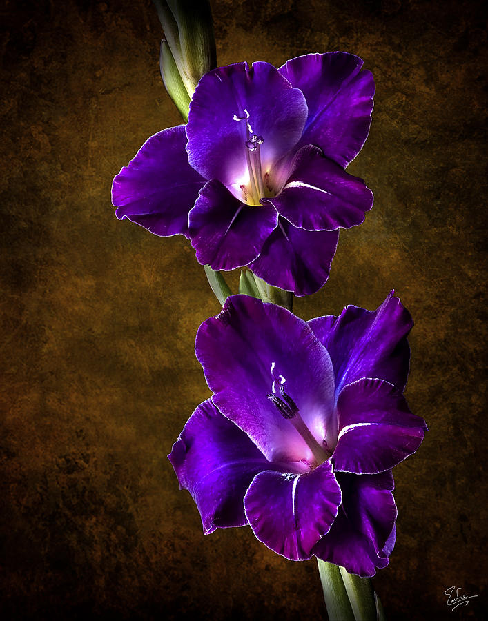 Purple Gladiolas Photograph by Endre Balogh
