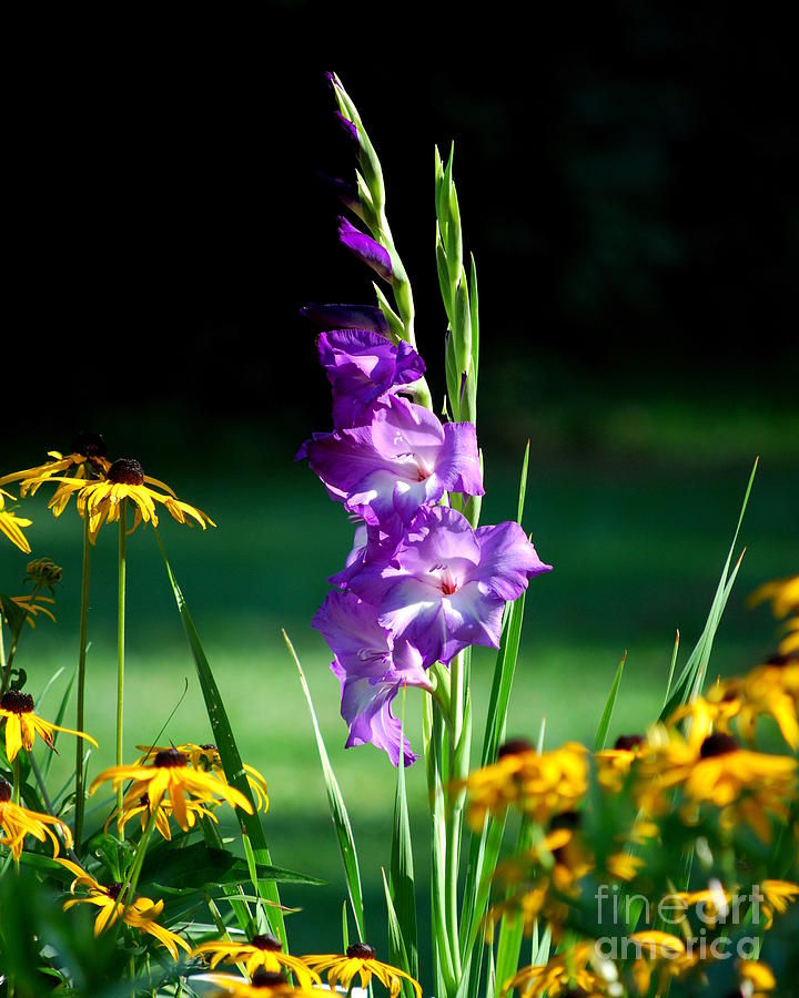 Purple Glads and Black-eyed Susans Photograph by Lila Fisher-Wenzel