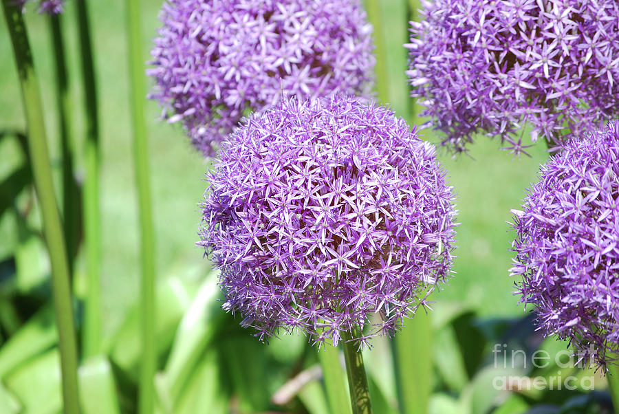 Purple Globe Allium Flowers Photograph by DejaVu Designs